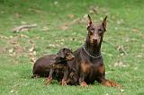 DOBERMANN 331